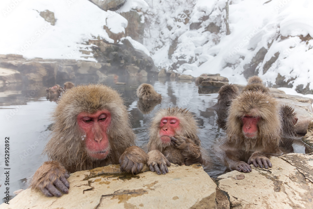 Fototapeta premium 露天風呂のおさるさん Japanese monkey of the hot spring