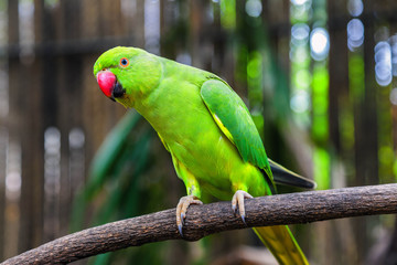 Keuken achterwand Papegaai Groene papegaai in natuurlijke pose  © Sergey Belov