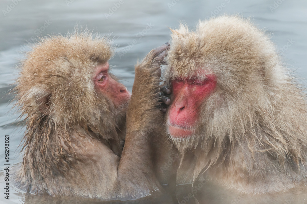 Naklejka premium 露天風呂のおさるさん Japanese monkey of the hot spring