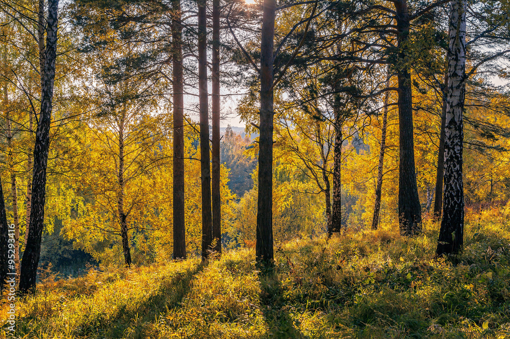 Fototapeta premium Golden Autumn