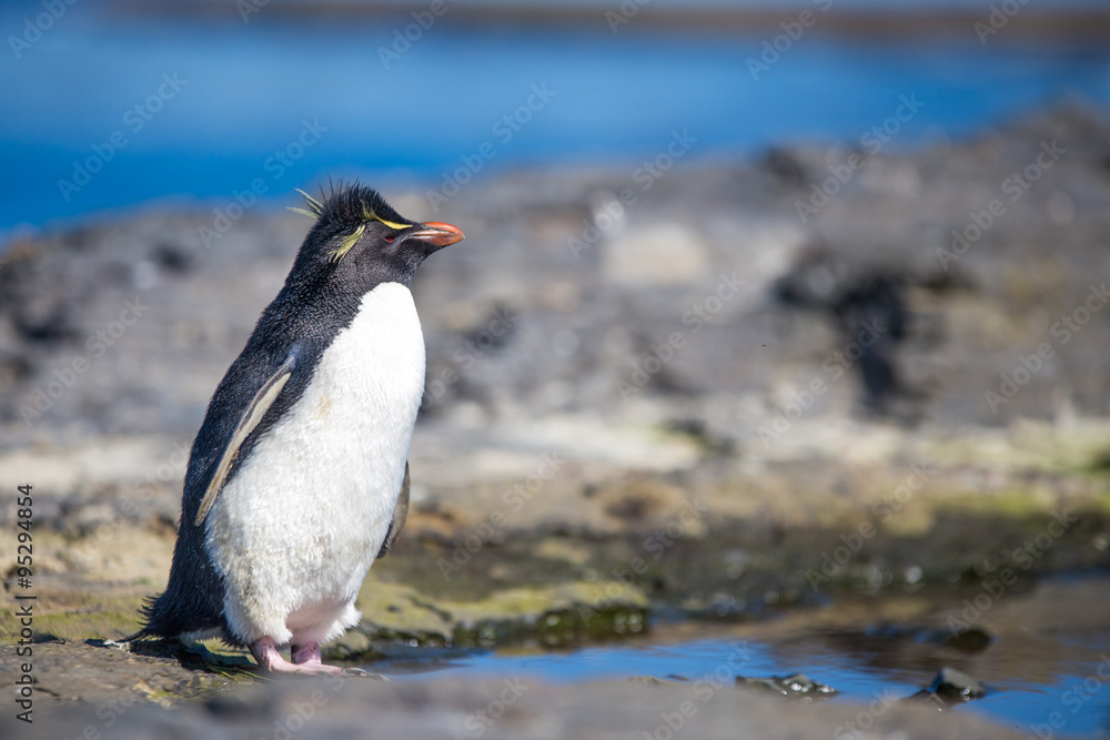Fototapeta premium Rockhopper standing by rock pool in colony
