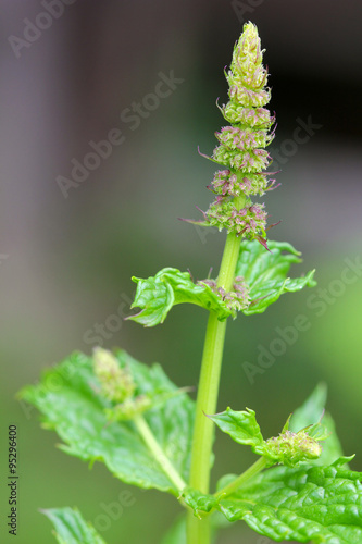 Closeup photo of flower of spearmint plant (Mentha spicata) in the garden