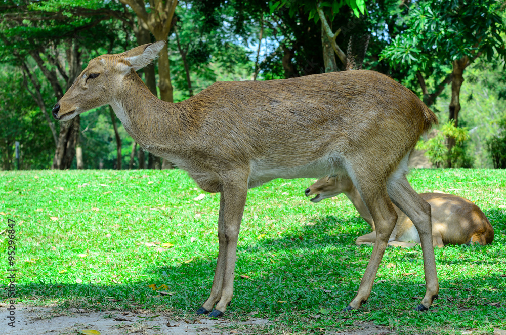 Eld's deer also known as the thamin or brow-antlered deer. Eld's deer also known as the thamin or brow-antlered deer.