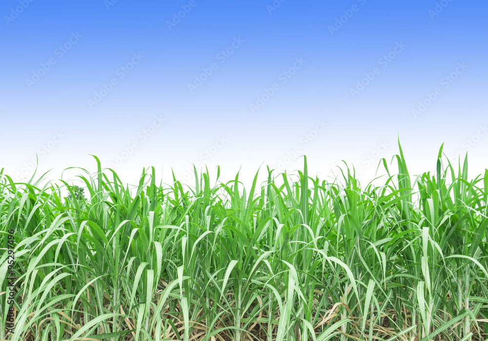 Obraz premium Sugarcane