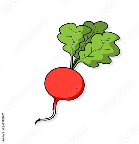 Red Radish, a hand drawn vector illustration of a red radish with a simple shadow backdrop (editable).