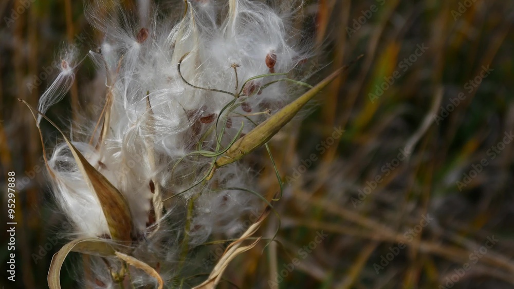 Wild plant sprouting white seeds, dandelion, cotton, CLOSE, 4K Wild plant sprouting white seeds, dandelion, cotton, CLOSE, 4K