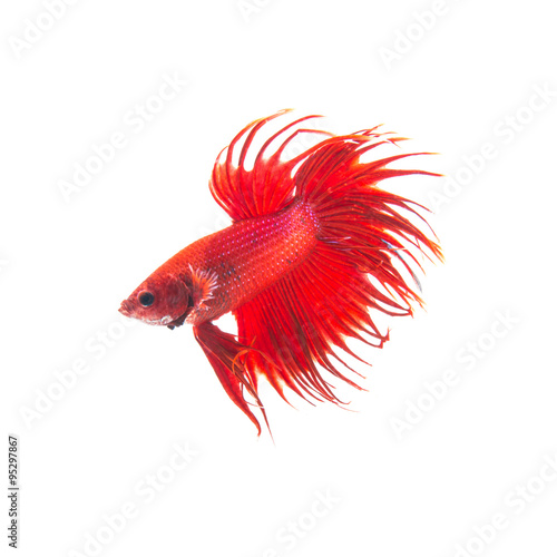 orange red siamese fighting fish, betta splendens isolated on white background