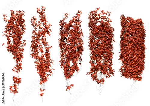 Obraz na plátne red ivy leaves in autumn