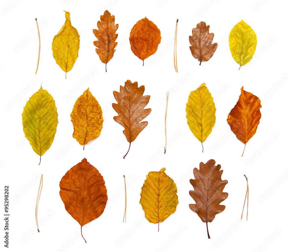 Autumn leaves Autumn leaves