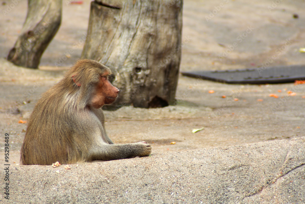 Naklejka premium The portrait of a single monkey