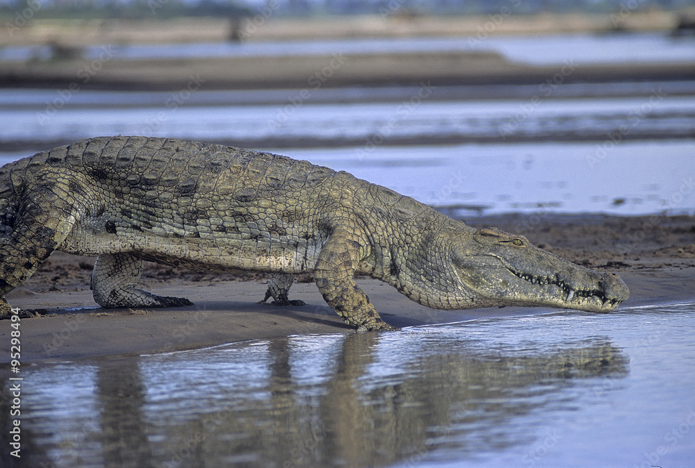 Obraz premium Coccodrillo del Nilo - Nile Crocodile (Crocodylus niloticus) sul fiume Rufiji del Selous Game Reserve in Tanzania 