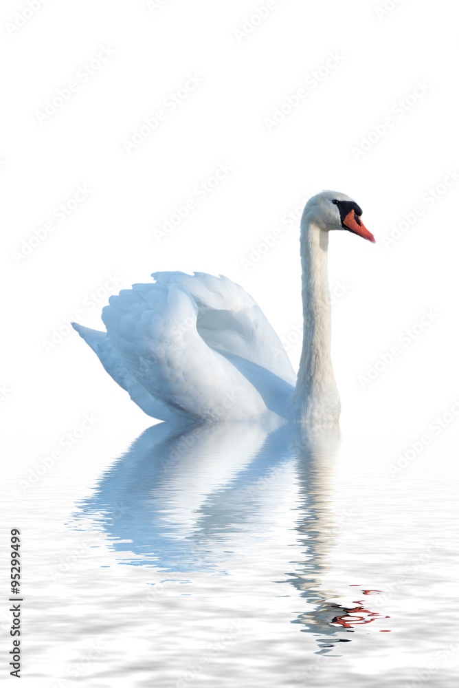 Obraz premium White swan.