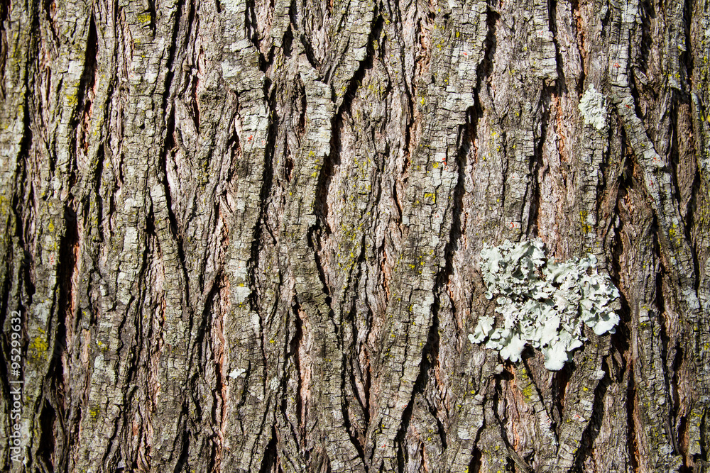 Fototapeta premium tree bark morning sunshine