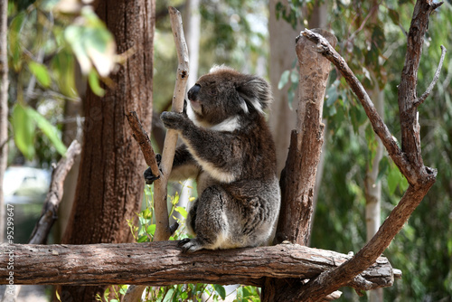 Fototapeta Naklejka Na Ścianę i Meble -  Koala on the tree