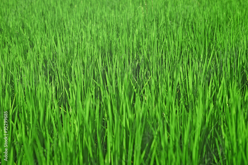 green rice field