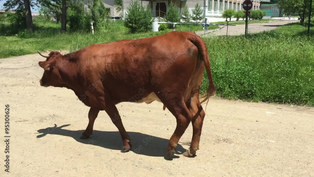 Cow walking along the road in the pasture Cow walking along the road in the pasture