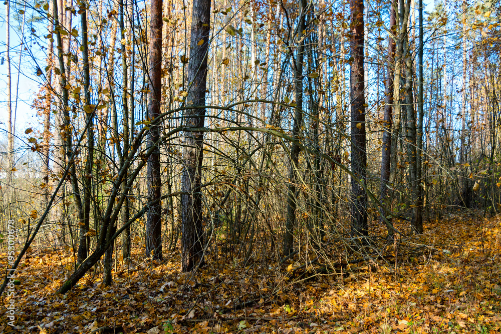 Fototapeta premium Autumn in forest