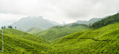 Tea plantations panorama munnar india photo