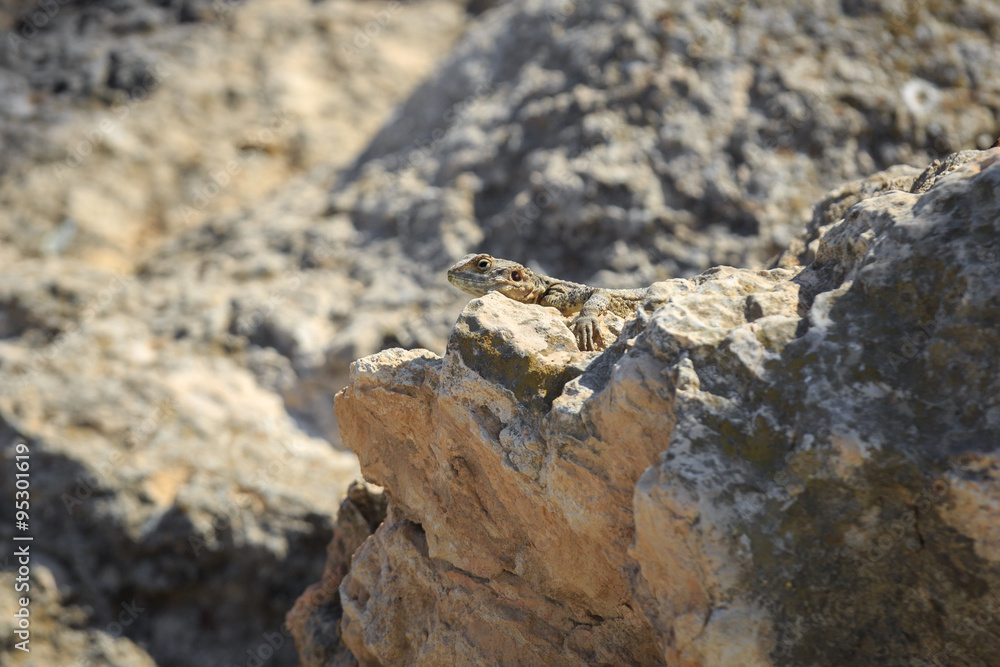 Stellio lizard lying on stone