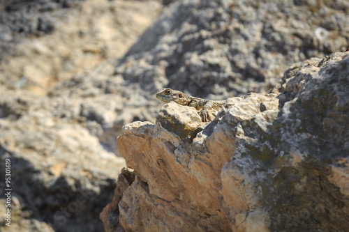 Stellio lizard lying on stone