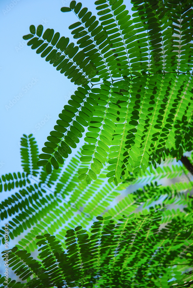 Sunset behind the leaves. in Summer Forest. Sunset behind the leaves. in Summer Forest.