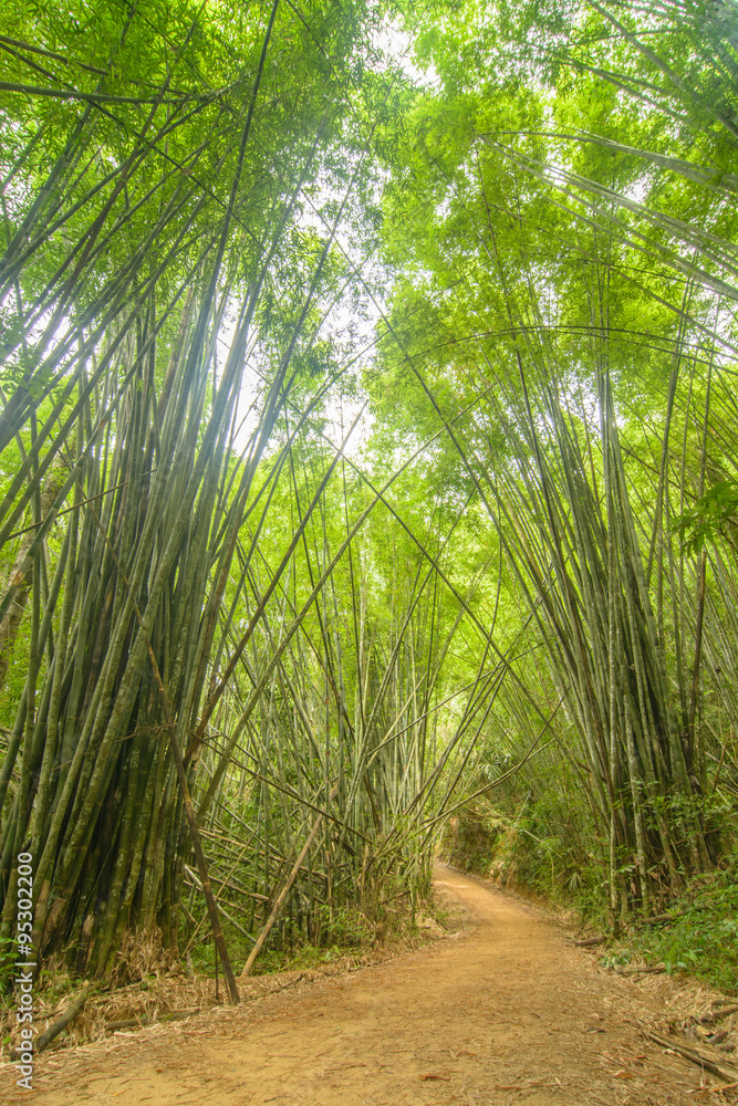 Dynamic view of a tropical bamboo forest in south Thailand Dynamic view of a tropical bamboo forest in south Thailand