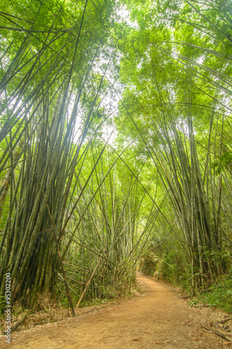 Dynamic view of a tropical bamboo forest in south Thailand