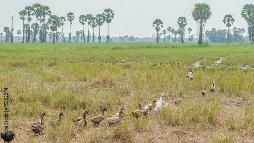 Ducks in the paddy field.