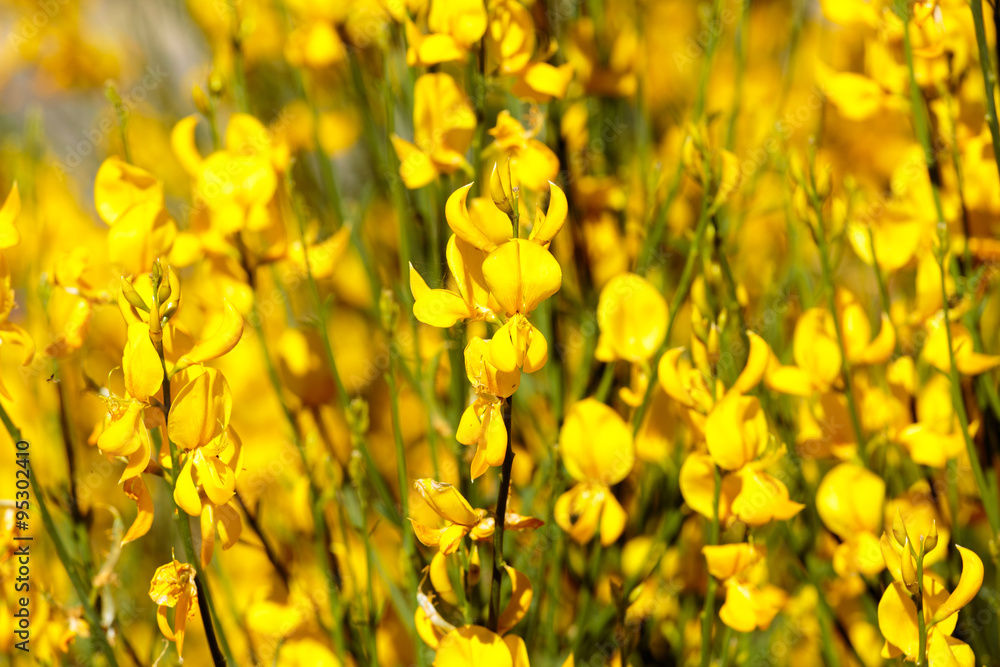 Obraz premium Spring bright yellow flowers background