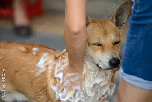 A dog taking a shower with soap and water photo