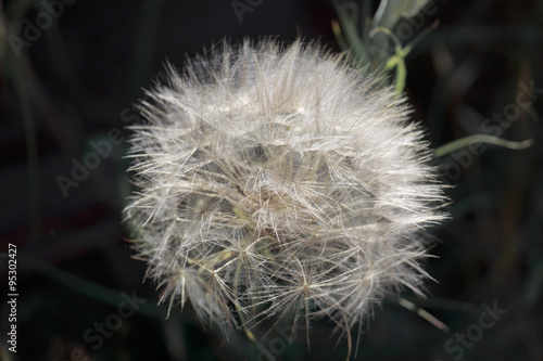 Big ripe blowball