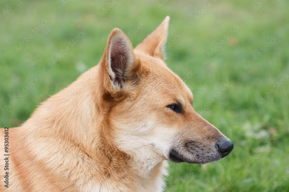 Portrait of dog in profile