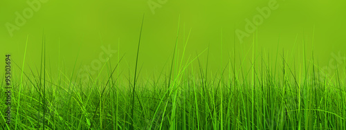 Conceptual green 3d grass field or lawn on green background banner