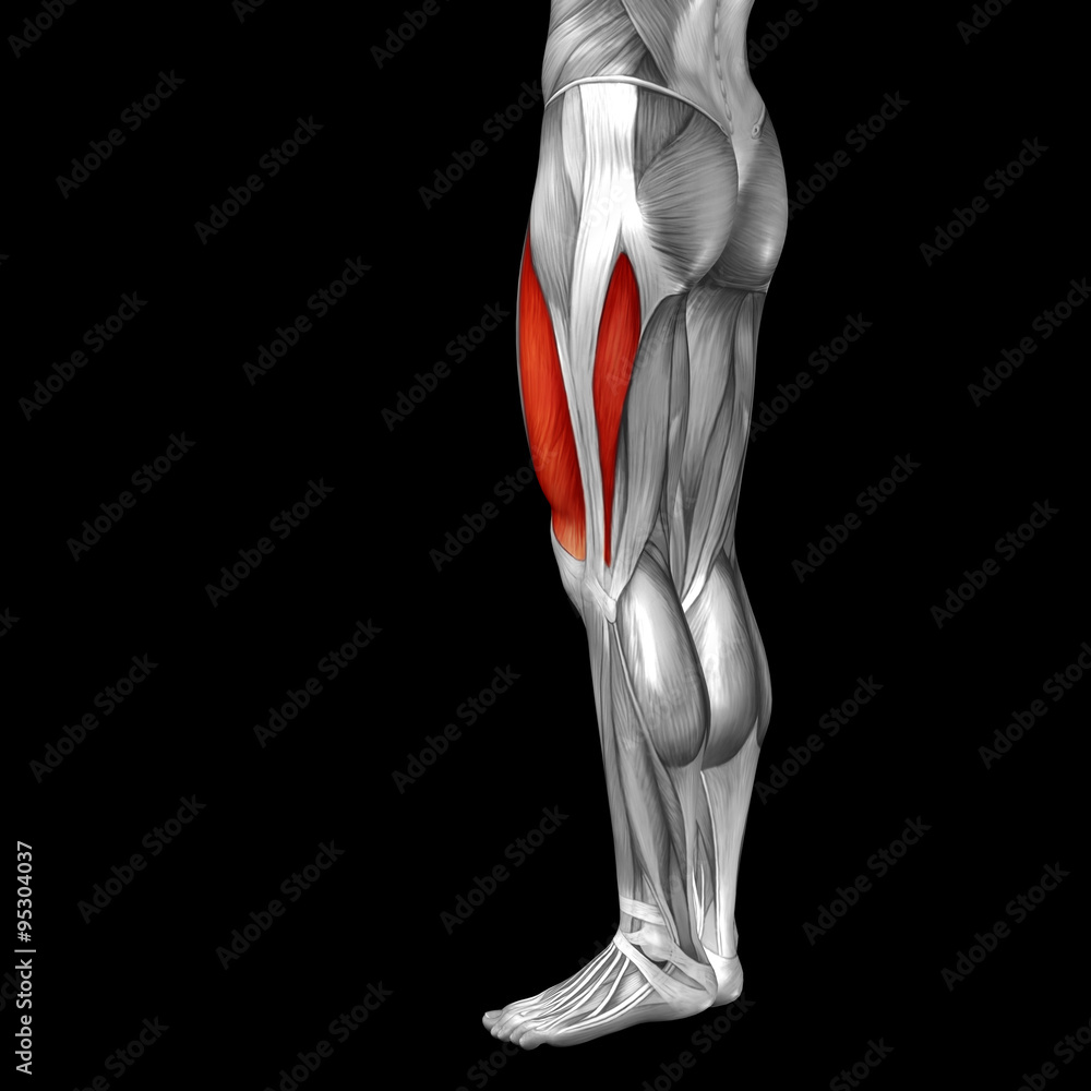 Conceptual 3D human back upper leg muscle anatomy Conceptual 3D human back upper leg muscle anatomy