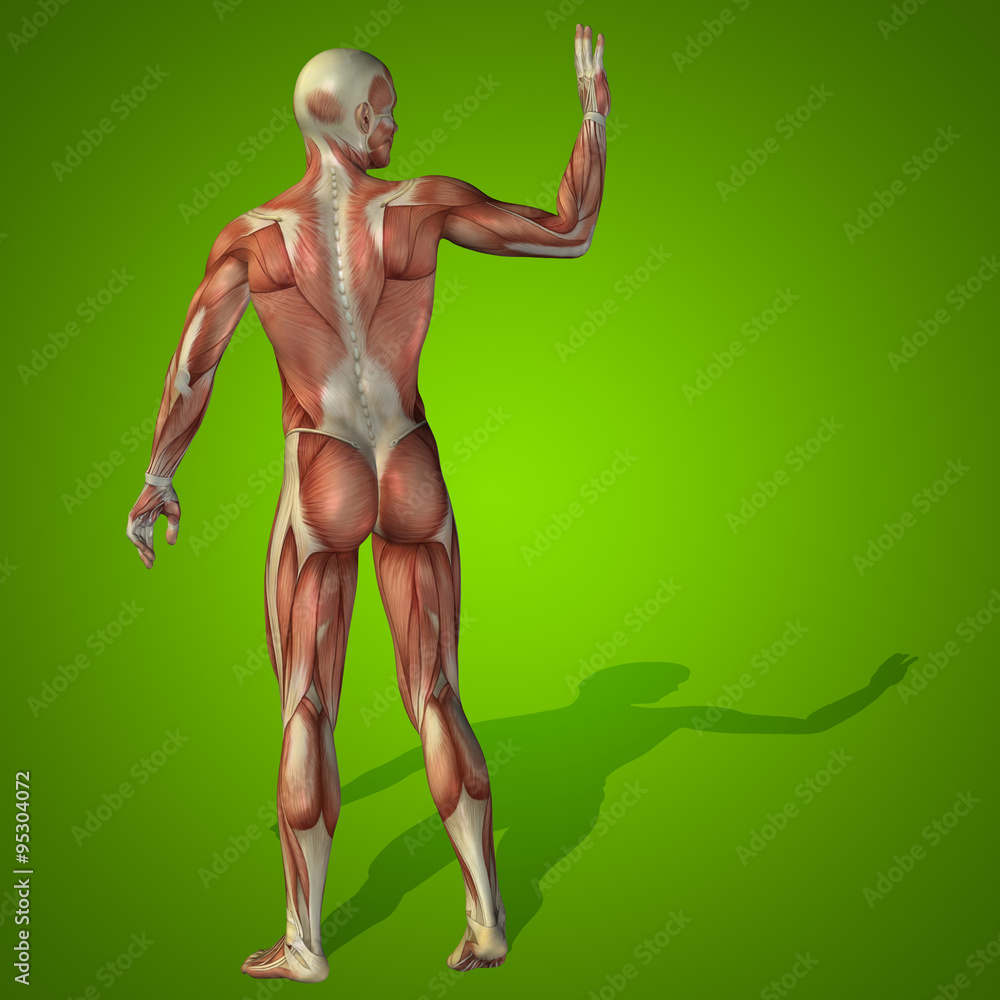 Conceptual 3D human man health anatomy Conceptual 3D human man health anatomy