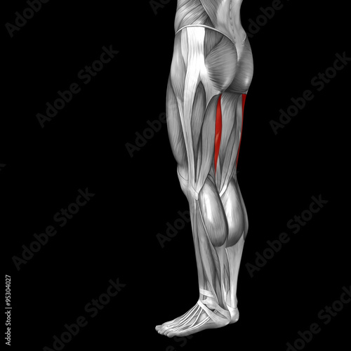 Conceptual 3D human back upper leg muscle anatomy