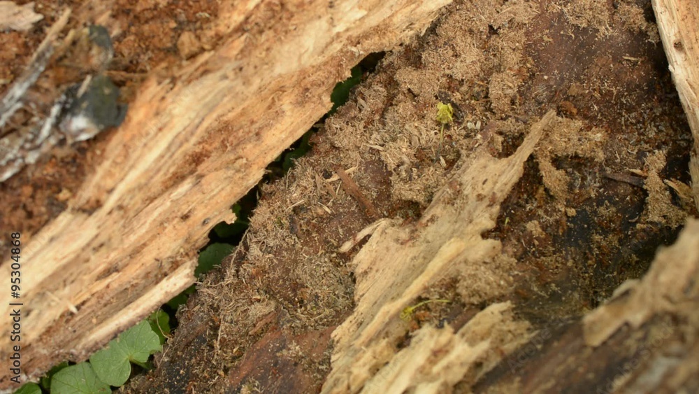 Colony of red ants at work inside a rotten log Colony of red ants at work inside a rotten log
