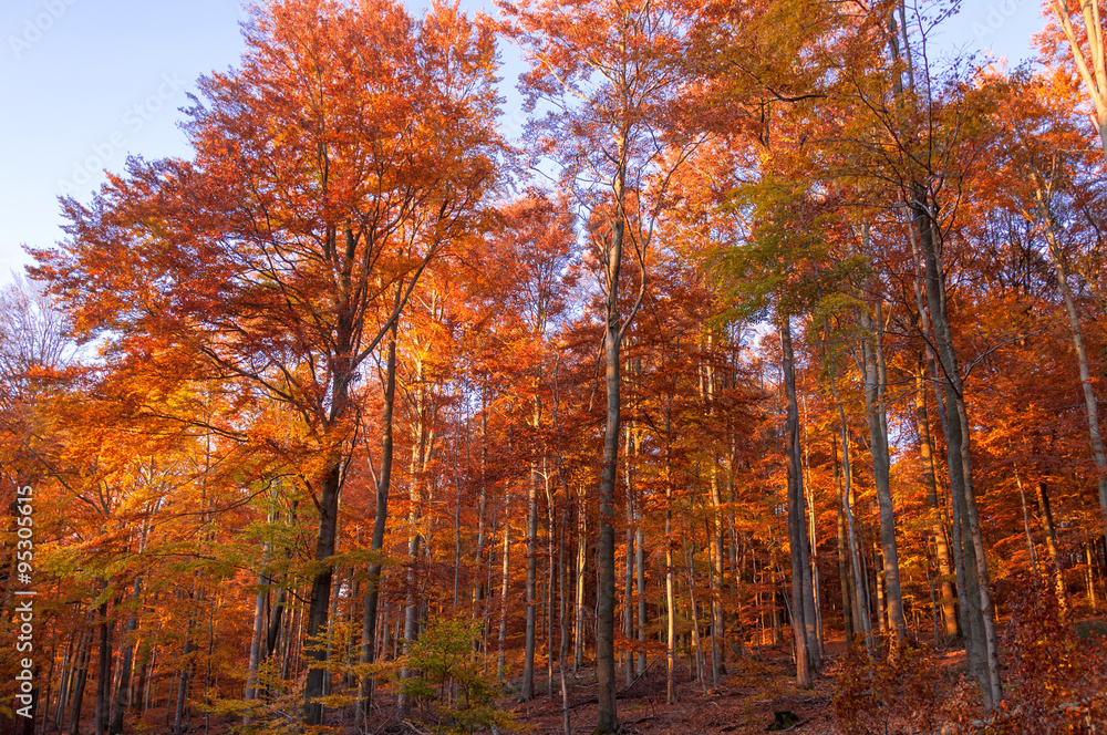 Fototapeta premium Herbstlicher Wald bei Sonnenuntergang