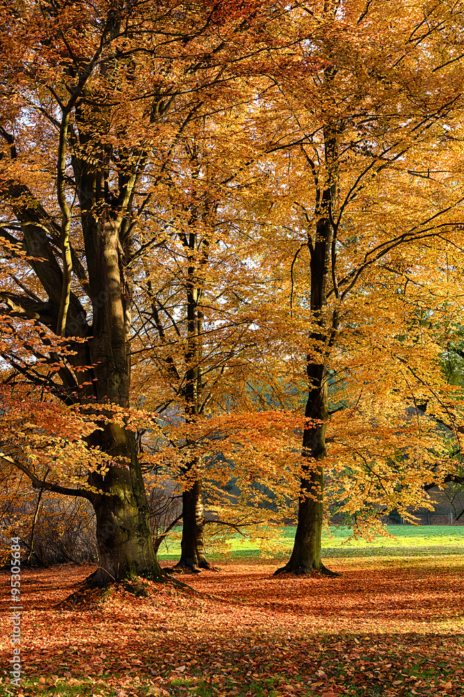 Naklejka premium The forest in the morning