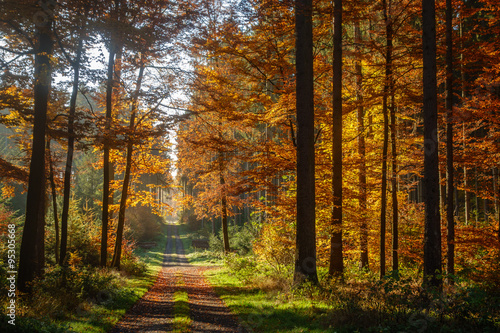 Herbstwald © Kara