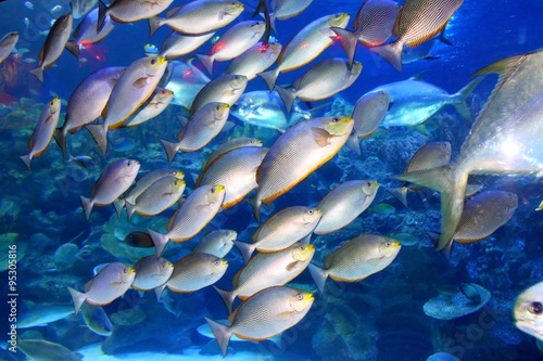 Big indoor aquarium with selection of different marine animals ..