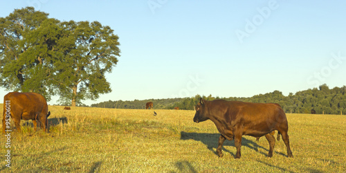 Cows grazing in Chile