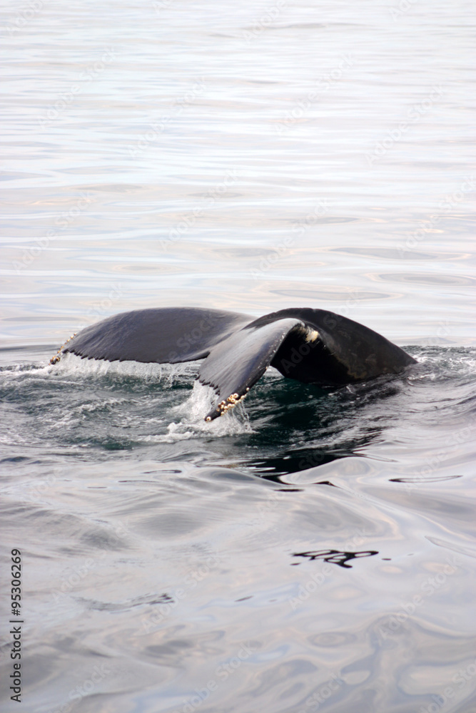 Fototapeta premium Tail fin of a gray whale in Atlantic..