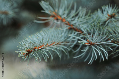Blue spruce branch with water drop close up
