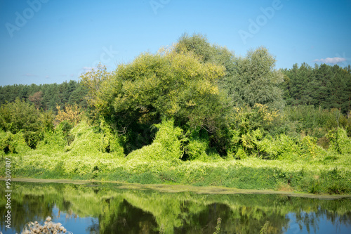 Fototapeta Naklejka Na Ścianę i Meble -  Green Forest and River