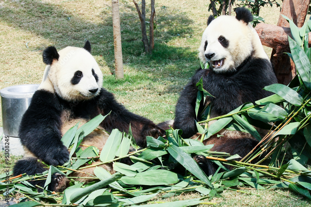 Fototapeta premium Two pandas eating bamboo