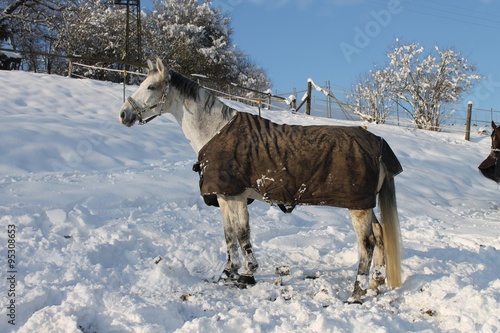 Pferd im Schnee 