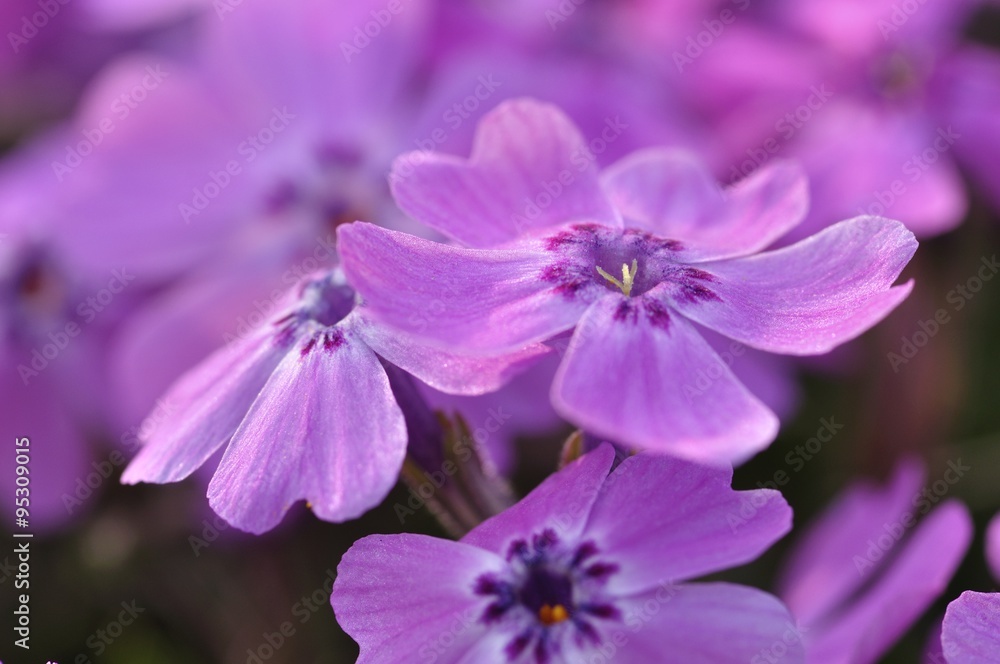 桜の蕾 桜の蕾
