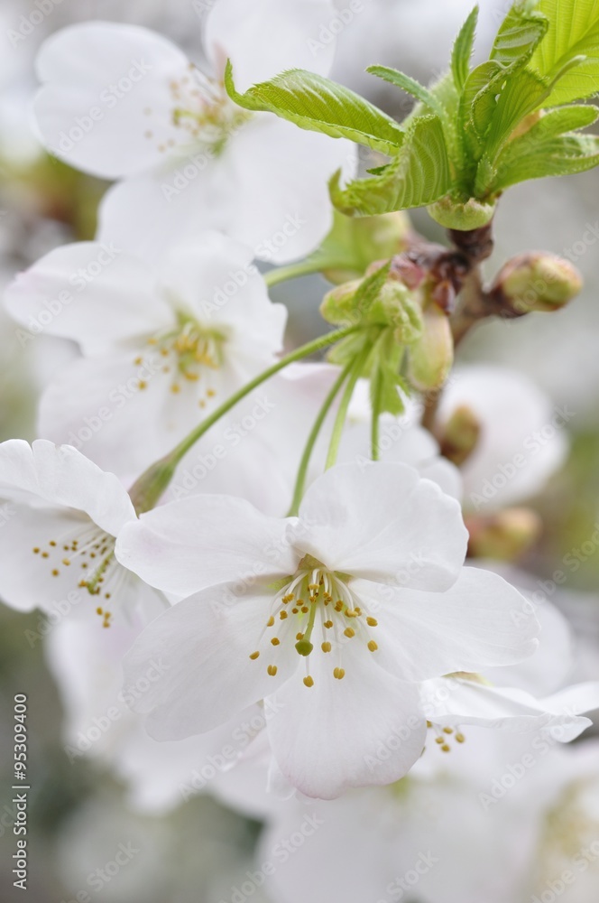 満開の桜 - obrazy, fototapety, plakaty 