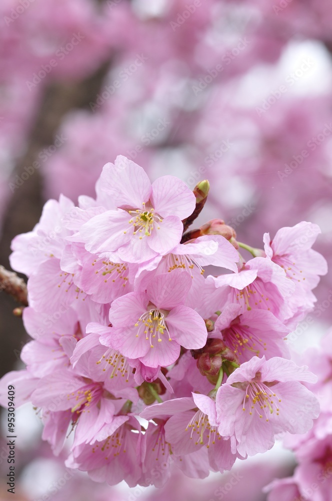 Fototapeta premium 満開の桜